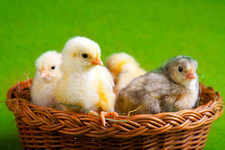 Young Chicksの写真素材