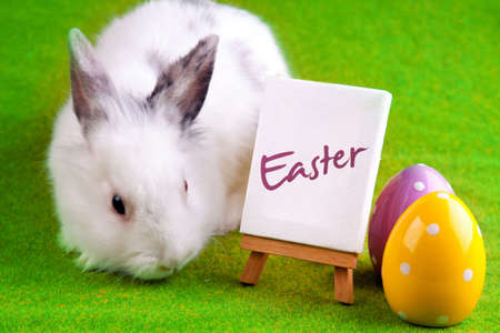 Easter Rabbit Concept
