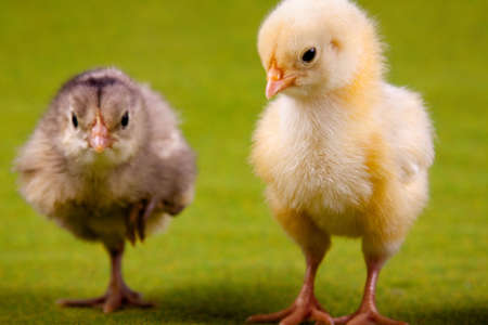 Young Chickの写真素材