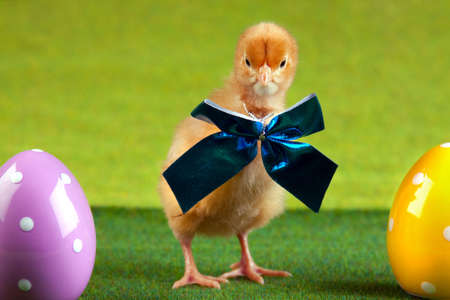 Easter Chickの写真素材