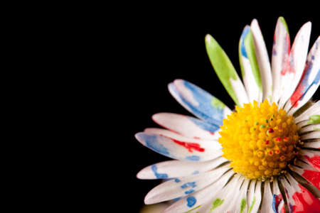 Colored Daisyの写真素材