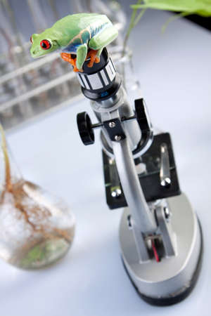 Frog in labの写真素材