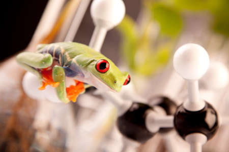 Frog in labの写真素材