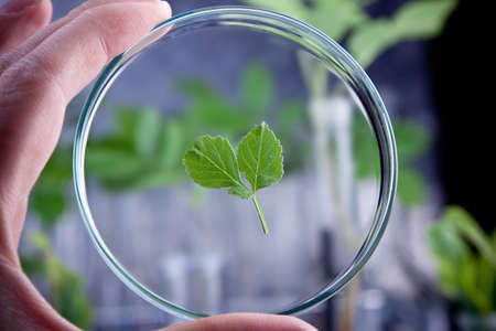 Seedling laboratoryの写真素材