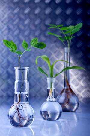Genetic mofidy plantsの写真素材