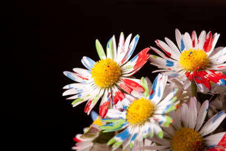 Colored Daisy の写真素材