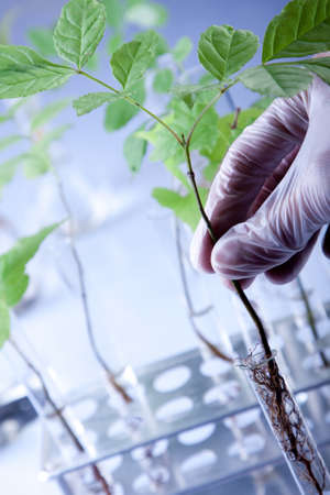 Scientist examine plantsの写真素材
