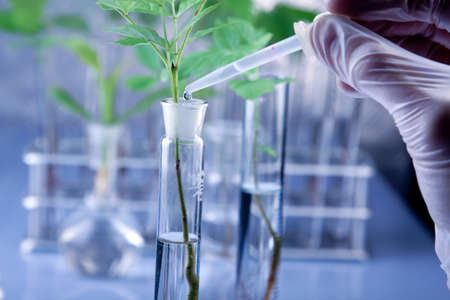 Scientist examine plantsの写真素材