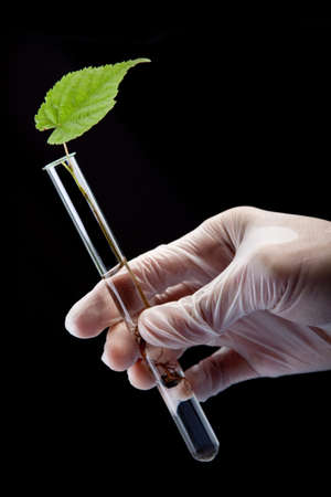 Green Seedling laboratoryの写真素材