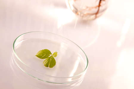 Green Seedling laboratoryの写真素材