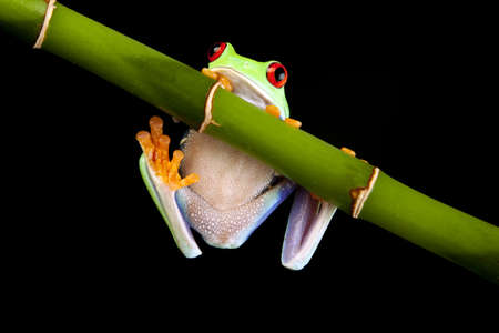 green crazy frogの写真素材