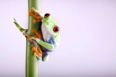 green tree frogの写真素材