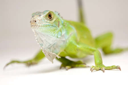 Green iguanaの写真素材