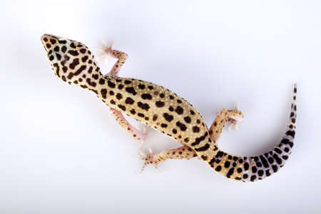 Gecko on whiteの写真素材