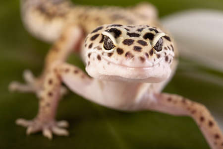 gecko closeupの写真素材