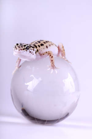 International geckoの写真素材