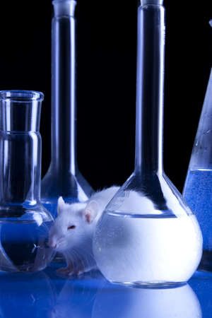 White Rat in laboratoryの写真素材
