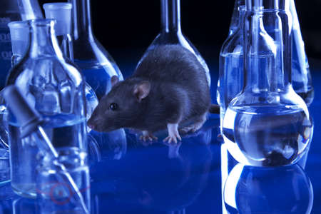 Black Rat in laboratoryの写真素材