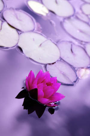 Water lillyの写真素材