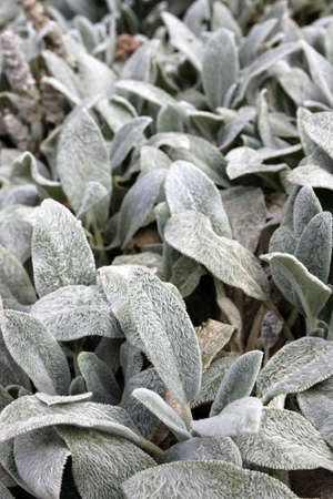 Plants