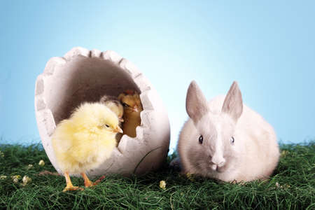 Easter Chicken and rabbit!の写真素材