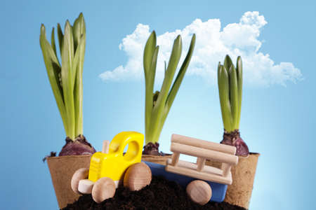 Seedlings in the groundの写真素材