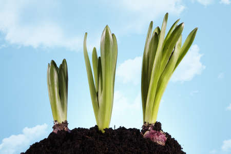 Seedlings in the groundの写真素材