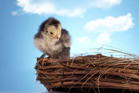 Easter Chickensの写真素材