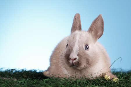 Easter Rabbit!の写真素材