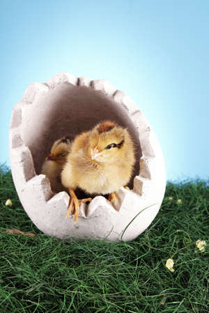 Easter chicken in egg