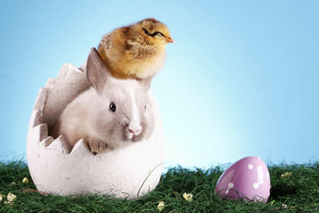 Easter bunny ane chickenの写真素材