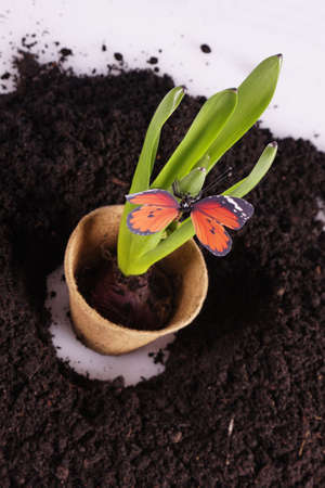 Gardening conceptの写真素材