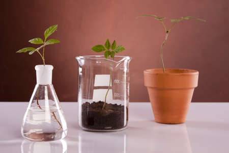 Experiments on plantsの写真素材