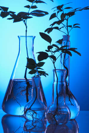 Experiments on plants