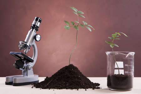 Experiments on plants