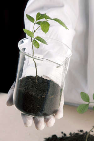 Experiments on plants
