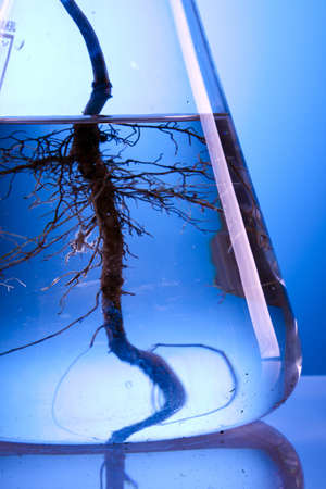 Plant experiment in laboratoryの写真素材