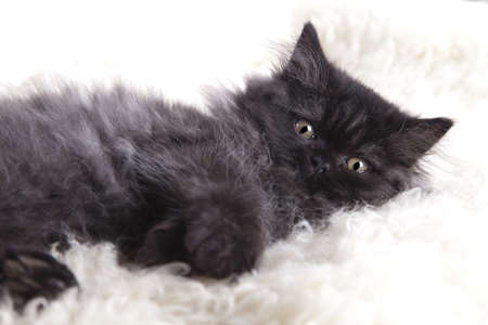 Young longhair British cat