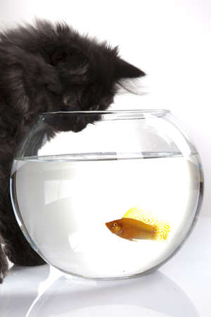 Young longhair British catの写真素材