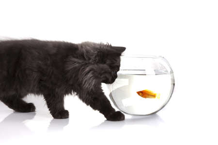 Young longhair British catの写真素材