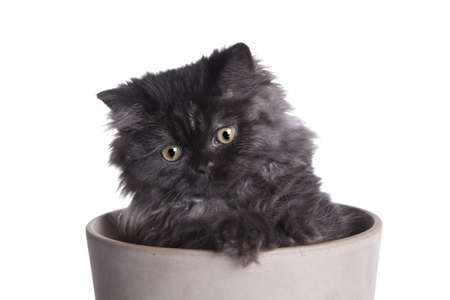 Young longhair British catの写真素材