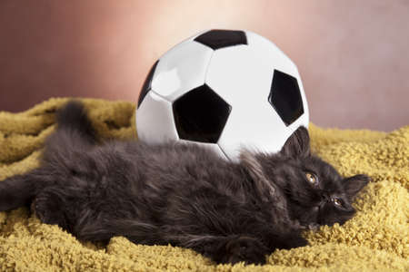 Young longhair British catの写真素材