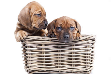 Two happy dogs in basket isolated on white backgroundの写真素材
