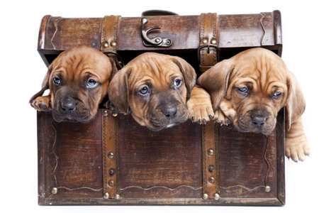 Three happy dogs in chest isolated on white backgroundの写真素材