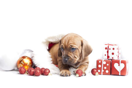 Christmas dog, gift, postcard backgroundの写真素材