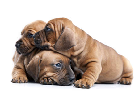 Three happy dogs isolated on white backgroundの写真素材