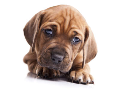 Happy dog isolated on white backgroundの写真素材