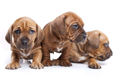 Three happy dogs isolated on white backgroundの写真素材