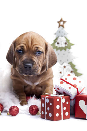 Christmas dog, gift, postcard backgroundの写真素材