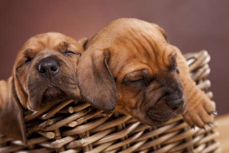 Young cute, beautiful dogs!の写真素材